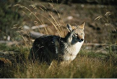 《雷神之锤2：复刻版》分级泄露 正式公布不远了