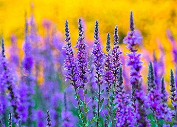 战地1必备知识，野豹加速器教你如何反外挂免费BP加速